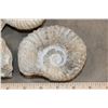 Image 5 : (3) AMMONITE FOSSIL Specimens from Morocco (ONE$)
