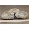 Image 6 : (3) AMMONITE FOSSIL Specimens from Morocco (ONE$)