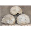 Image 7 : (3) AMMONITE FOSSIL Specimens from Morocco (ONE$)