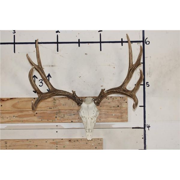 Full Reproduction MULE DEER Skull with Reproduction Antlers