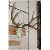 Image 3 : Full Reproduction MULE DEER Skull with Reproduction Antlers