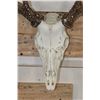 Image 5 : Full Reproduction MULE DEER Skull with Reproduction Antlers