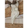 Image 6 : Full Reproduction MULE DEER Skull with Reproduction Antlers