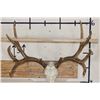 Image 7 : Full Reproduction MULE DEER Skull with Reproduction Antlers
