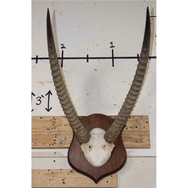 Big mounted WATERBUCK Horns on a Wooden Plaque