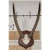 Image 1 : Big mounted WATERBUCK Horns on a Wooden Plaque