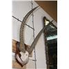 Image 3 : Big mounted WATERBUCK Horns on a Wooden Plaque