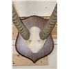 Image 4 : Big mounted WATERBUCK Horns on a Wooden Plaque
