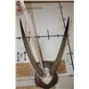 Image 5 : Big mounted WATERBUCK Horns on a Wooden Plaque