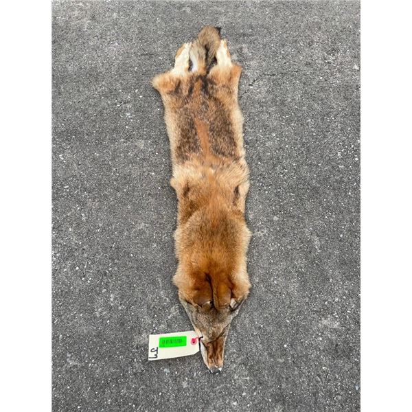*New* Large Tanned COYOTE Hide