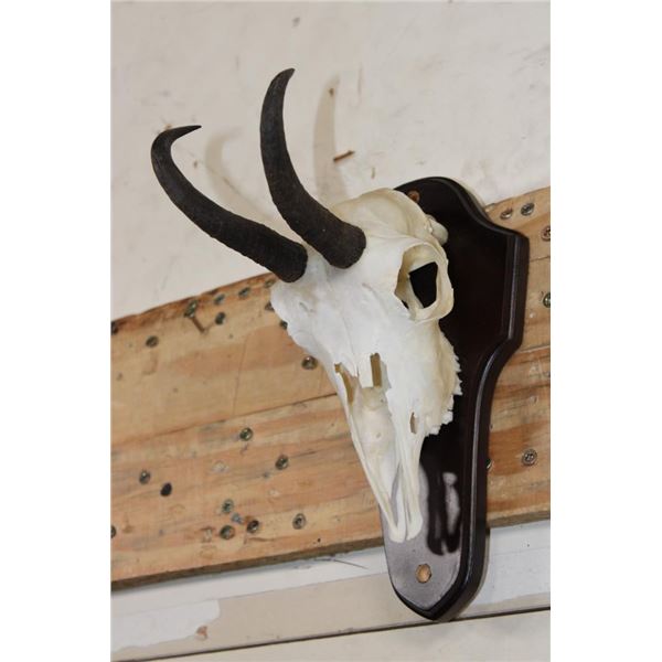 CHAMOIS Skull on a Wooden Plaque