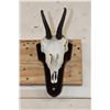 Image 2 : CHAMOIS Skull on a Wooden Plaque