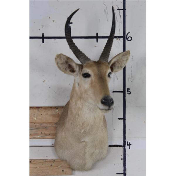 REEDBUCK Shoulder Mount