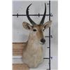 Image 1 : REEDBUCK Shoulder Mount