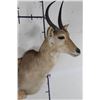 Image 3 : REEDBUCK Shoulder Mount