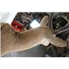 Image 9 : REEDBUCK Shoulder Mount