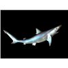 Image 1 : *New in the Box* Reproduction Sand Shark Fish Mount