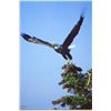 Image 3 : (1) Framed BALD EAGLE Photo by Dave N. Richards and (1) BALD EAGLE Canvas print (ONE$)
