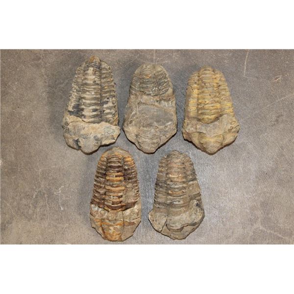 (5) TRILOBITE Fossil Specimens from Morocco (ONE$)