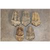 Image 1 : (5) TRILOBITE Fossil Specimens from Morocco (ONE$)