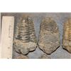Image 2 : (5) TRILOBITE Fossil Specimens from Morocco (ONE$)