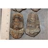 Image 3 : (5) TRILOBITE Fossil Specimens from Morocco (ONE$)