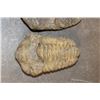 Image 4 : (5) TRILOBITE Fossil Specimens from Morocco (ONE$)
