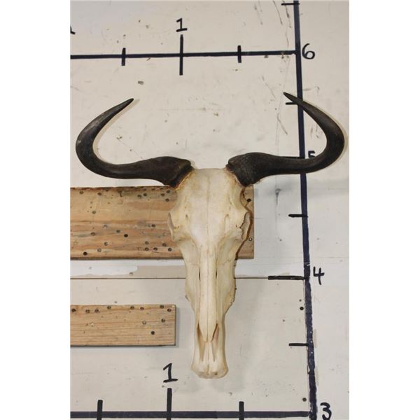 BLUE WILDEBEEST Skull with All its Teeth and a Wire Wall Hanger