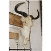 Image 3 : BLUE WILDEBEEST Skull with All its Teeth and a Wire Wall Hanger
