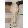 Image 5 : BLUE WILDEBEEST Skull with All its Teeth and a Wire Wall Hanger