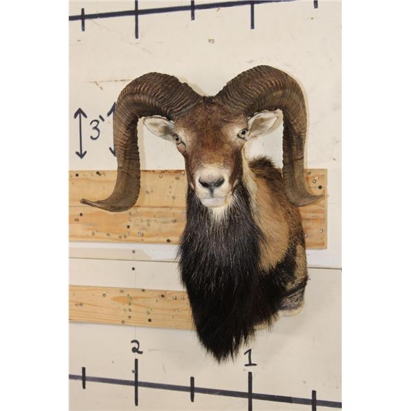 CORSICAN SHEEP Ram Shoulder Mount