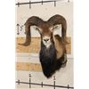 Image 1 : CORSICAN SHEEP Ram Shoulder Mount