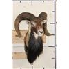 Image 2 : CORSICAN SHEEP Ram Shoulder Mount