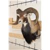 Image 4 : CORSICAN SHEEP Ram Shoulder Mount