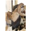 Image 6 : CORSICAN SHEEP Ram Shoulder Mount