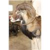 Image 7 : CORSICAN SHEEP Ram Shoulder Mount