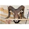 Image 8 : CORSICAN SHEEP Ram Shoulder Mount