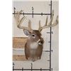 Image 2 : Big 14-Point WHITETAIL DEER Shoulder Mount
