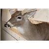 Image 5 : Big 14-Point WHITETAIL DEER Shoulder Mount