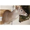 Image 7 : Big 14-Point WHITETAIL DEER Shoulder Mount