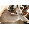 Image 8 : Big 14-Point WHITETAIL DEER Shoulder Mount