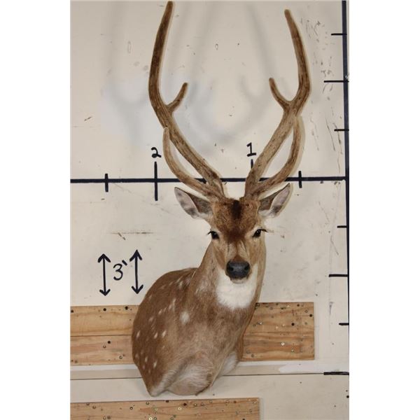 AXIS DEER Shoulder Mount in Velvet