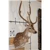 Image 3 : AXIS DEER Shoulder Mount in Velvet
