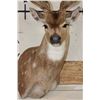 Image 5 : AXIS DEER Shoulder Mount in Velvet