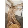 Image 8 : AXIS DEER Shoulder Mount in Velvet