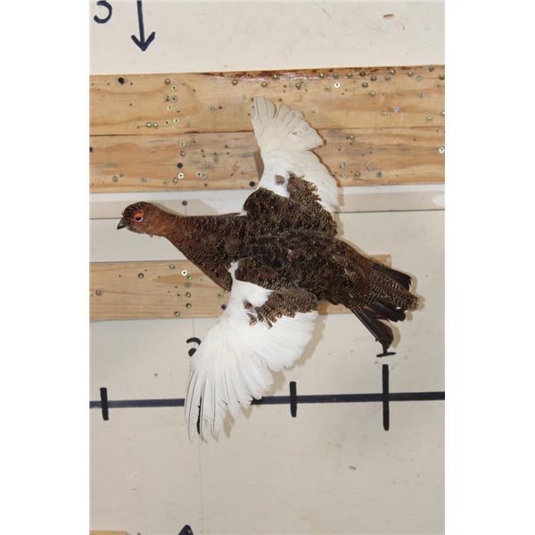 Life-sized Flying WILLOW PTARMIGAN Bird on a Wood Wall Hanger