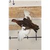 Image 1 : Life-sized Flying WILLOW PTARMIGAN Bird on a Wood Wall Hanger
