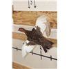 Image 2 : Life-sized Flying WILLOW PTARMIGAN Bird on a Wood Wall Hanger