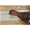 Image 4 : Life-sized Flying WILLOW PTARMIGAN Bird on a Wood Wall Hanger