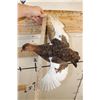Image 6 : Life-sized Flying WILLOW PTARMIGAN Bird on a Wood Wall Hanger